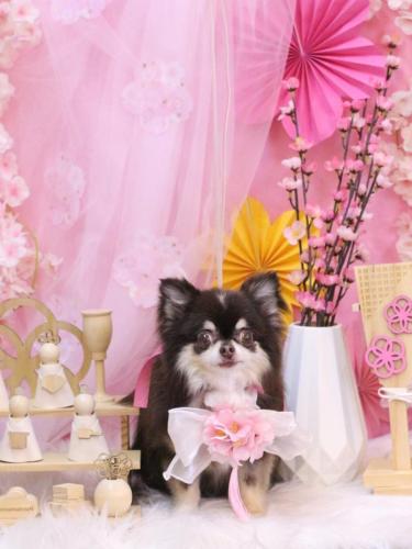 20250302ラブちゃん